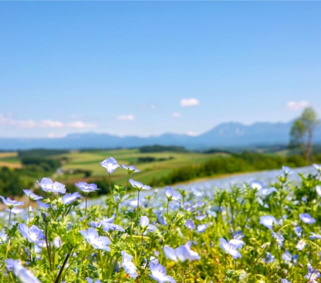 1 Day Hokkaido Biei & Furano Summer Flower Tour From Sapporo in July
