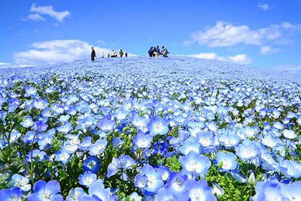 1-Day Ashikaga Flower Park&Hitachi Seaside Park Tour