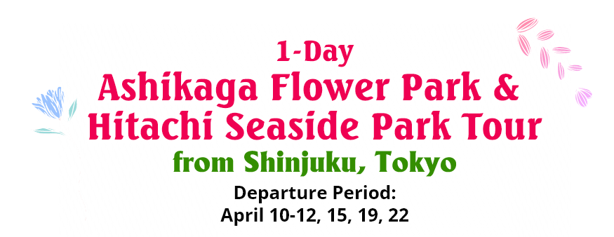 1-Day Ashikaga Flower Park & Hitachi Seaside Park Tour from Shinjuku, Tokyo