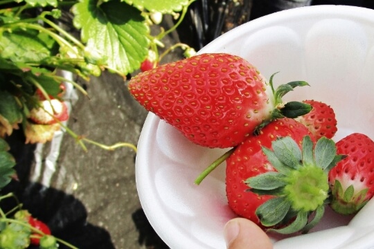 Strawberry Picking at Tokinosumika