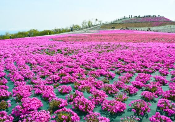 茶臼山高原　芝櫻祭