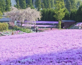 芝櫻花卉地毯