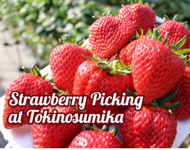 Strawberry Picking at Tokinosumika