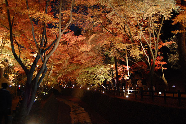 Maiko Dance & Autumn Illumination