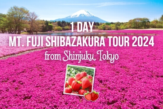 1-Day Mt. Fuji Shibazakura Tour 2024