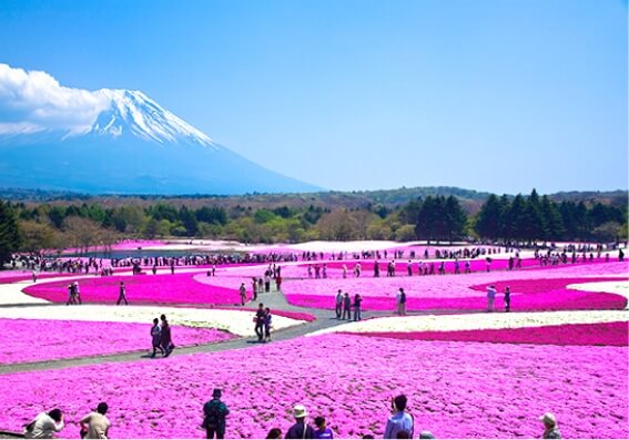 1-Day Tour to Mt. Fuji and Shibazakura 2023 | WILLER TRAVEL