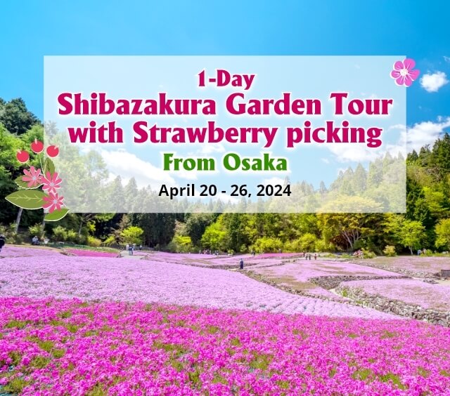 1-Day Shibazakura Garden Tour with Strawberry picking from Osaka