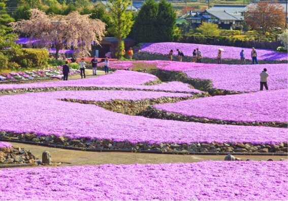Shibazakura Flower Carpet