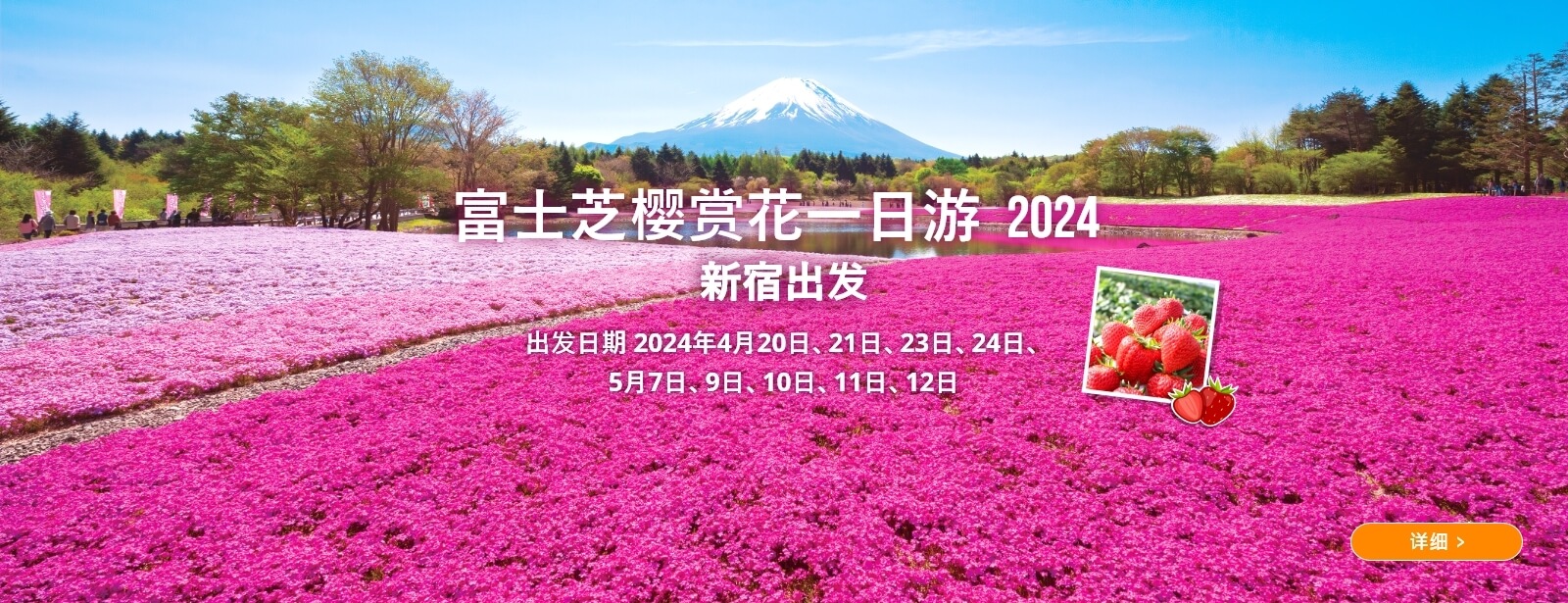富士芝樱赏花一日游 2024
