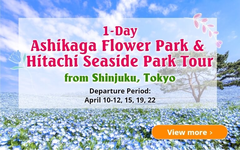 1-Day Ashikaga Flower Park & Hitachi Seaside Park Tour