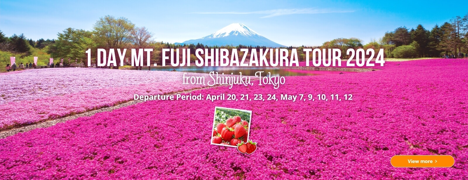 1-Day Mt. Fuji Shibazakura Tour 2024