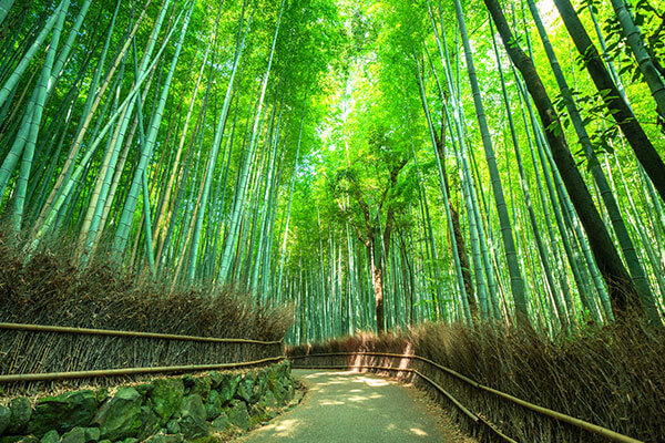 京都一日遊 - 嵐山的天龍寺和竹林、金閣寺、伏見稻荷大社