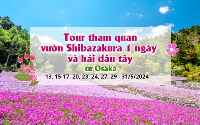 Tour tham quan vườn Shibazakura 1 ngày và hái dâu tây từ Osaka
