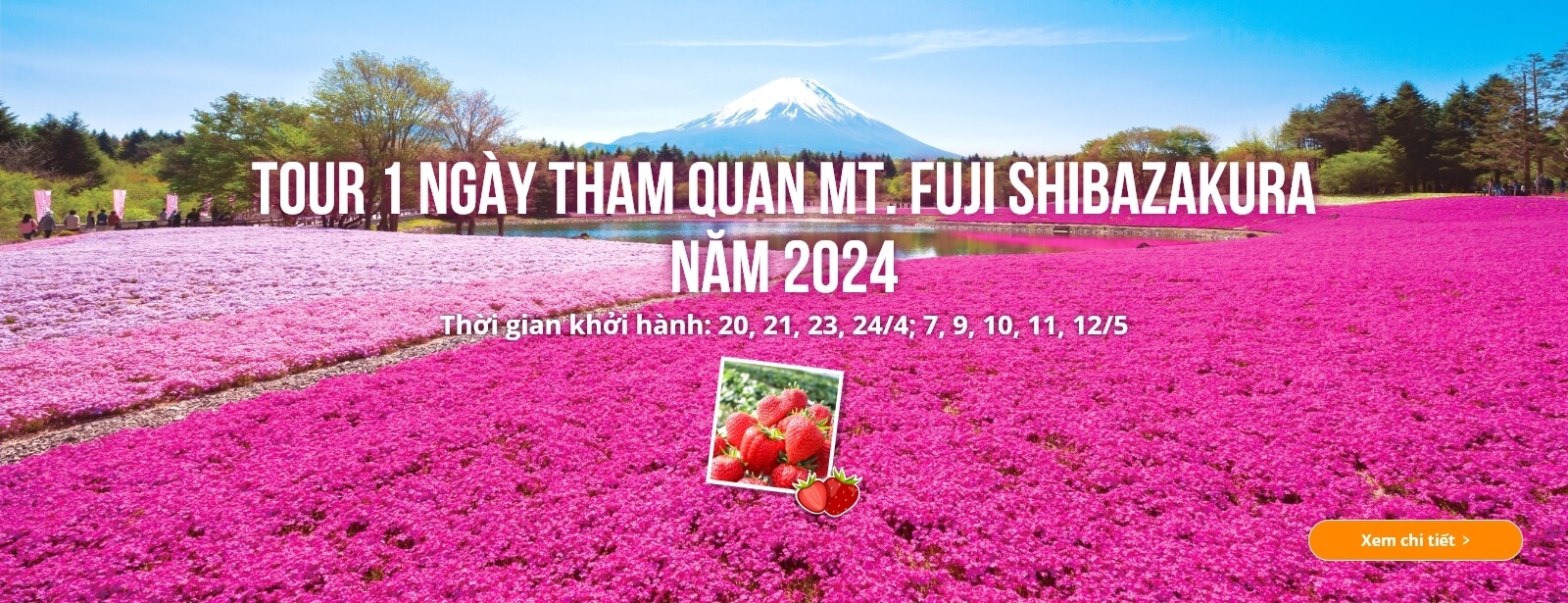 Tour 1 ngày tham quan Mt. Fuji Shibazakura năm 2024