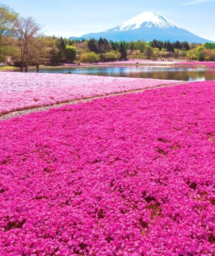 Mount Fuji Shibazakura Tour